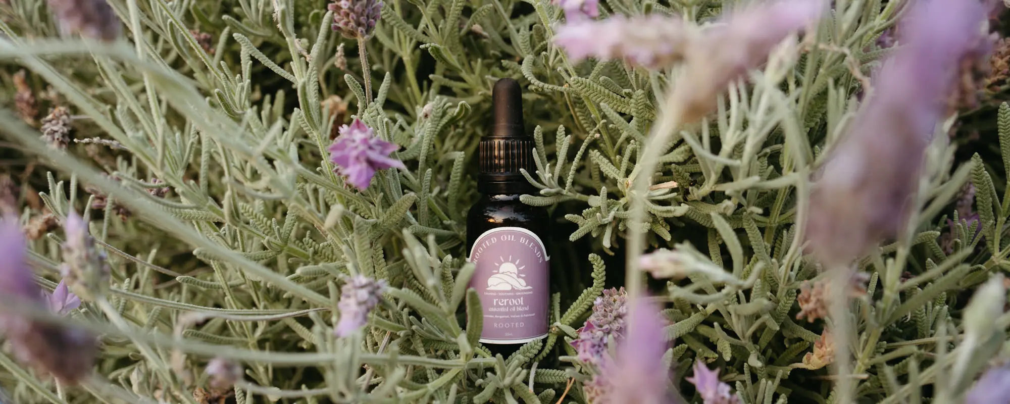 Rooted essential oil blend bottle in a lavender bush