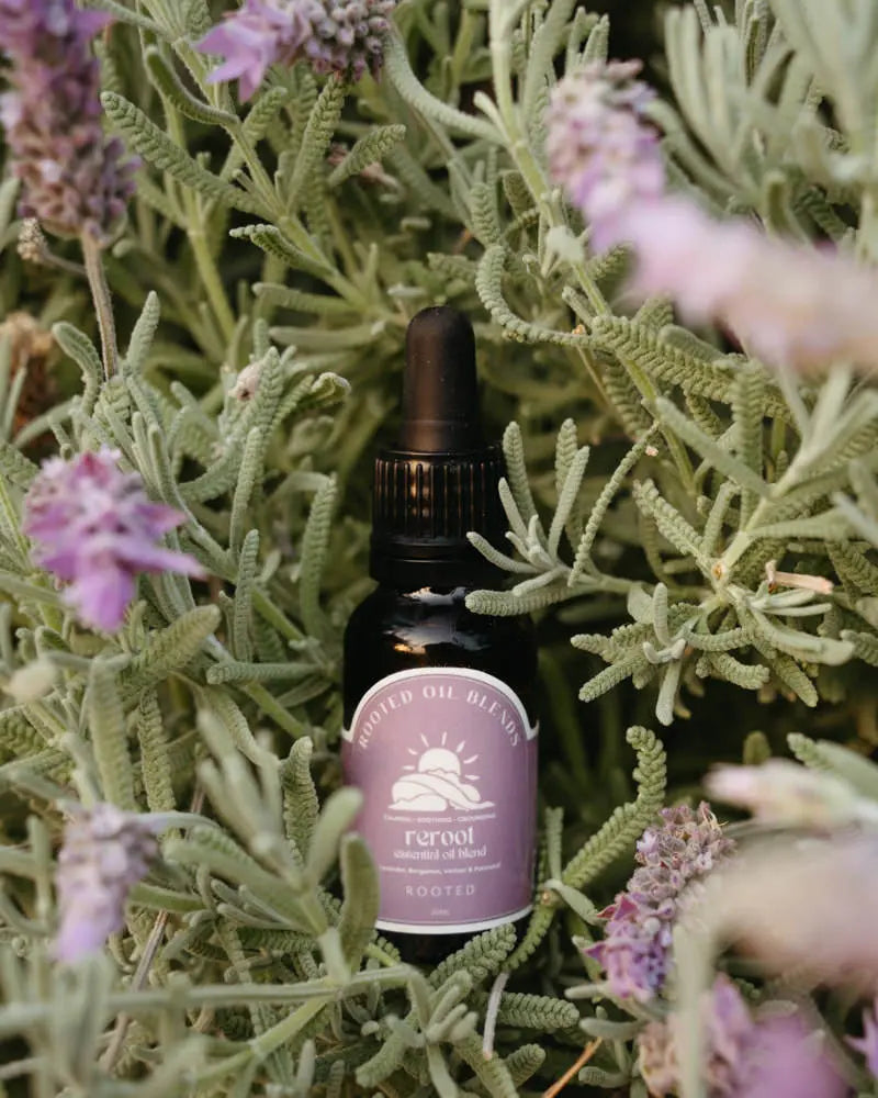 Rooted essential oil blend bottle in a lavender bush